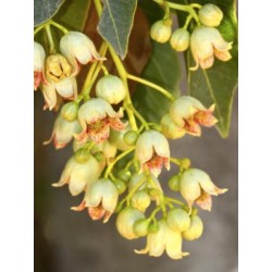 Arbre bouteille australien