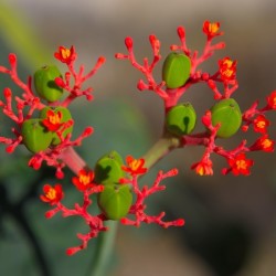 Baobab nain