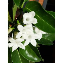 Jasmin de Madagascar