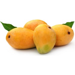 Manguier (alphonso)