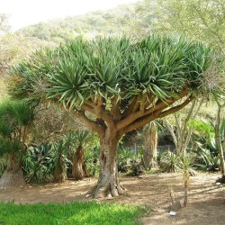 Dragonnier des Canaries