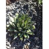 AGAVE PINTILLA