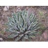 AGAVE PINTILLA