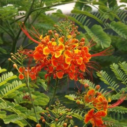 Flamboyant nain orange