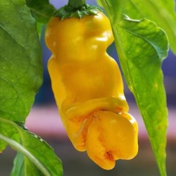 PIMENT PENIS