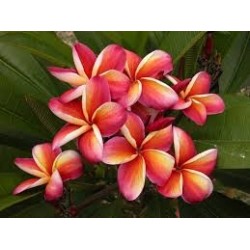 FRANGIPANIER LURLINE