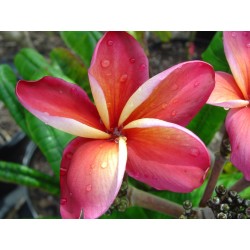 FRANGIPANIER LURLINE