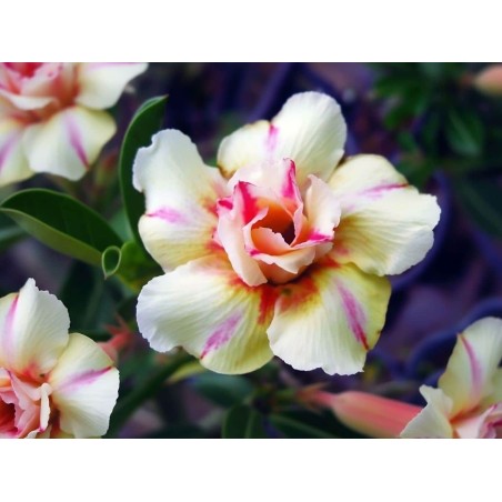 ROSE DU DÉSERT SIAM