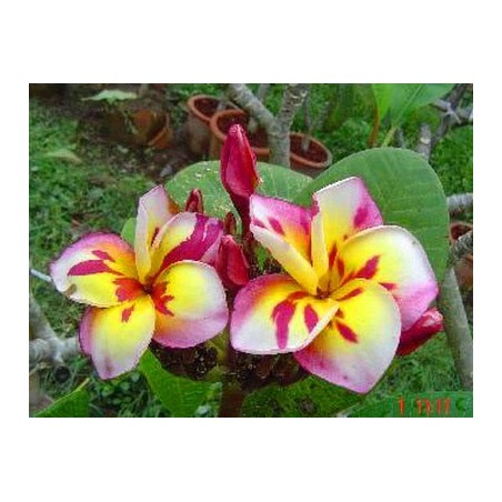 FRANGIPANIER THREE KINGS