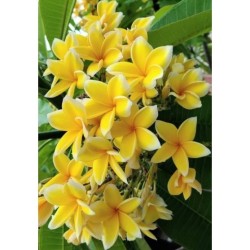 FRANGIPANIER JAUNE