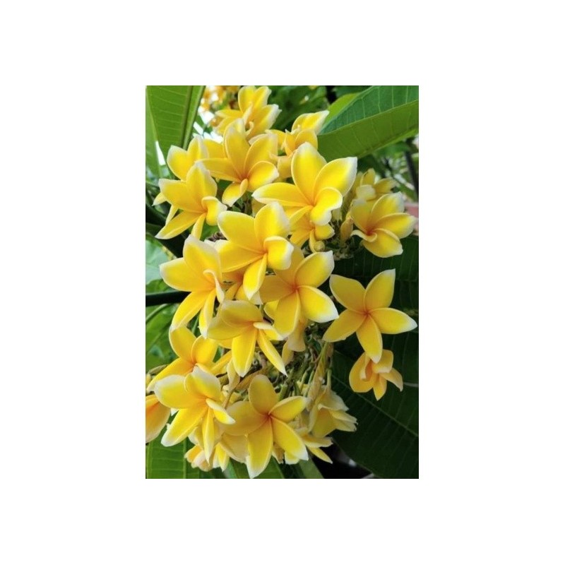 FRANGIPANIER JAUNE