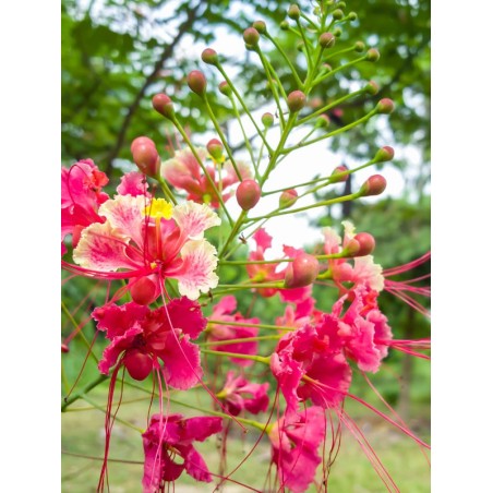 FLAMBOYANT NAIN ROSE