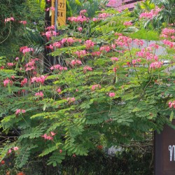 FLAMBOYANT NAIN ROSE