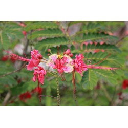 FLAMBOYANT NAIN ROSE