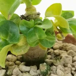 ROSE DU DÉSERT DORSET HORN