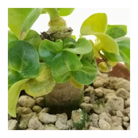 ROSE DU DÉSERT DORSET HORN