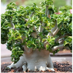 ROSE DU DÉSERT DORSET HORN