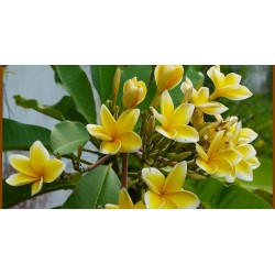 FRANGIPANIER JAUNE