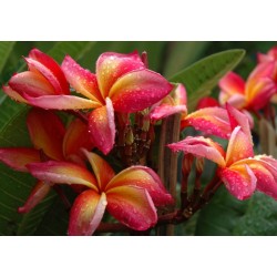 FRANGIPANIER JEANNIE MORAGNE