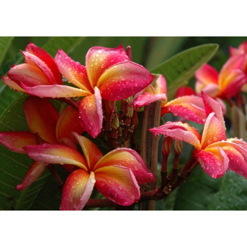 FRANGIPANIER JEANNIE MORAGNE