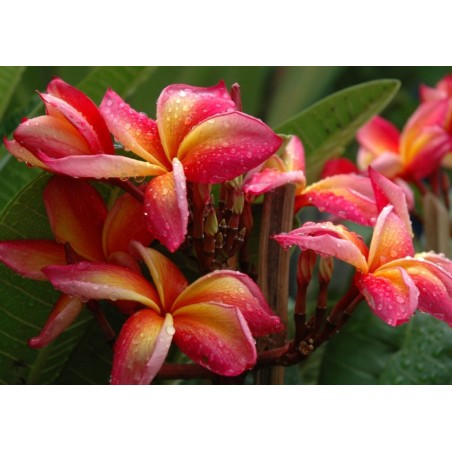 FRANGIPANIER JEANNIE MORAGNE