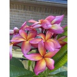 FRANGIPANIER JEANNIE MORAGNE