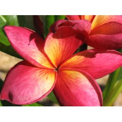 FRANGIPANIER JEANNIE MORAGNE