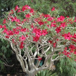 Rose du désert rouge