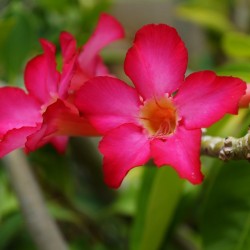 Rose du désert rouge