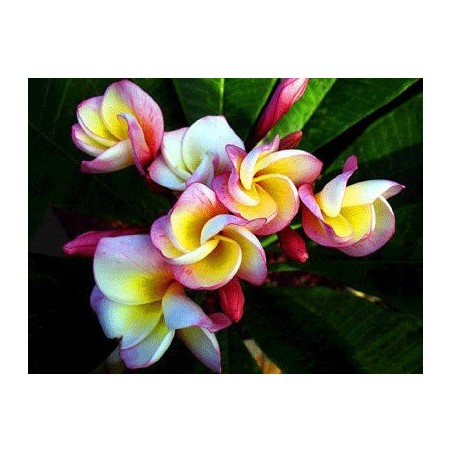 FRANGIPANIER GOLD HOLLAND