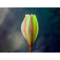 FRANGIPANIER GOLD HOLLAND