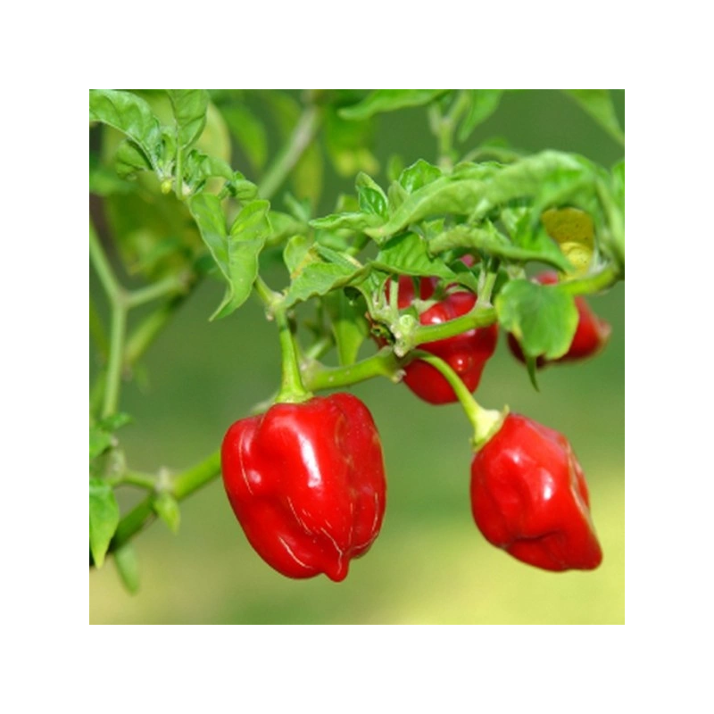 PIMENT ANTILLAIS
