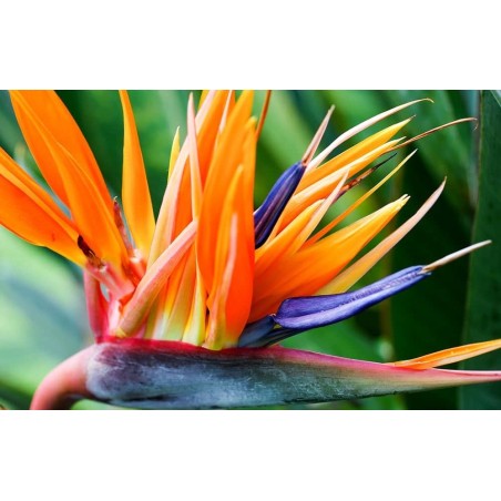 OISEAU DU PARADIS ORANGE ET BLEU