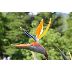 OISEAU DU PARADIS ORANGE ET BLEU