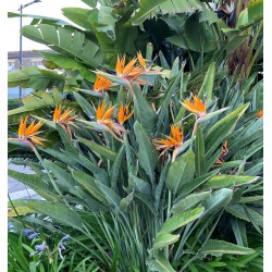OISEAU DU PARADIS ORANGE ET BLEU