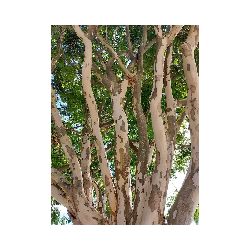 BOIS DE FER BRÉSILIEN