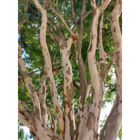 BOIS DE FER BRÉSILIEN