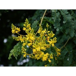 BOIS DE FER BRÉSILIEN