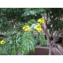 BOIS DE FER BRÉSILIEN